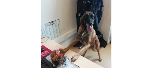 Le Mans : le chien policier attend vos produits stupéfiants pour...