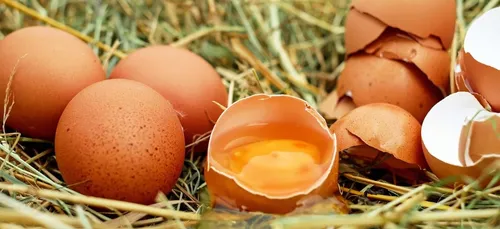 Des œufs sarthois au McDonald’s