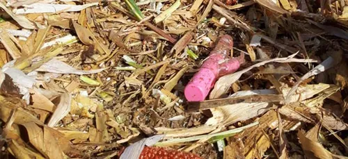 Loiret : un agriculteur découvre des sextoys au milieu de son maïs !
