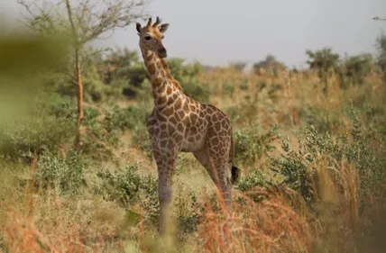Le Bioparc de Doué-la-Fontaine se mobilise pour créer une pépinière...