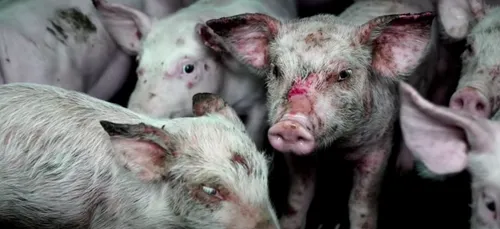 Allier : un élevage porcin épinglé par L214