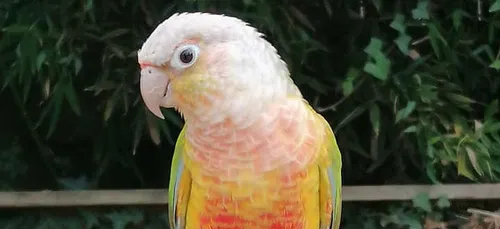 Une dizaine d’oiseaux rares portés disparus au zoo de la Flèche