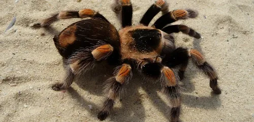 Tours : une exposition au muséum pour découvrir les araignées