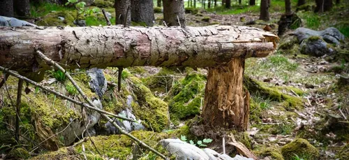 Saône-et-Loire : un homme tué par la chute d’un arbre à Digoin
