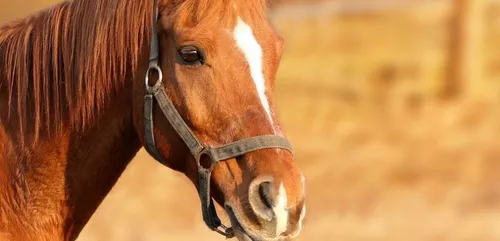 Yonne : 119 chevaux saisis suite à des maltraitances
