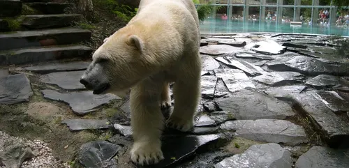 L’ours polaire Taïko quitte le Zoo de la Flèche