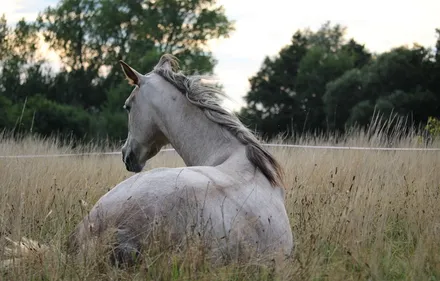 Une jument retrouvée blessée à Rosoy dans l'Yonne
