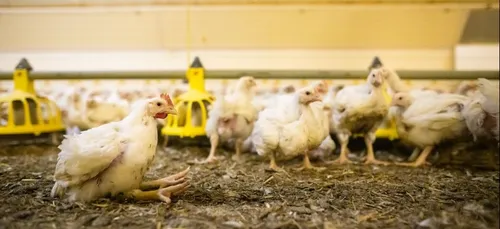 Un élevage de poulets de l’Yonne épinglé par L214 (vidéo)