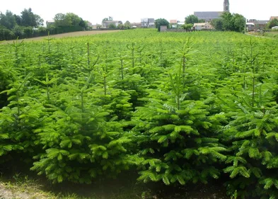 La vente de sapin de Noël autorisée dès ce vendredi