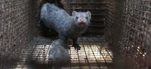 Eure-et-Loir : des visons contaminés par le Covid-19, l’élevage abattu