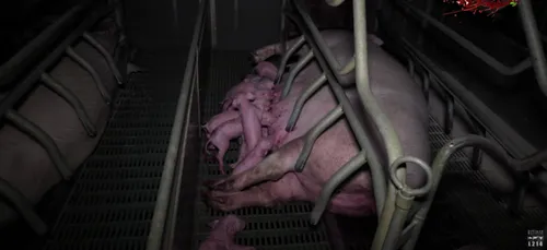 Allier : un élevage porcin épinglé par L214