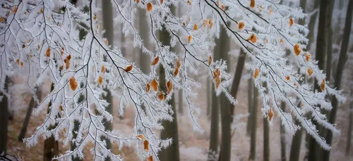 Vigilance jaune neige et verglas en Bourgogne-Franche-Comté