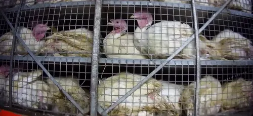 Cher : l'abattoir de Blancafort épinglé par la préfecture et L214