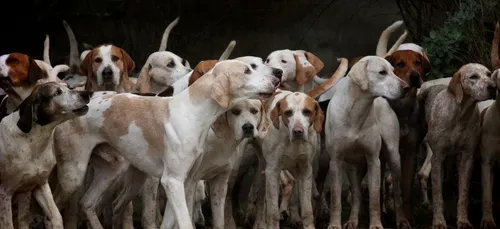 Indre : des chiens de chasse fauchés sur l’autoroute A20