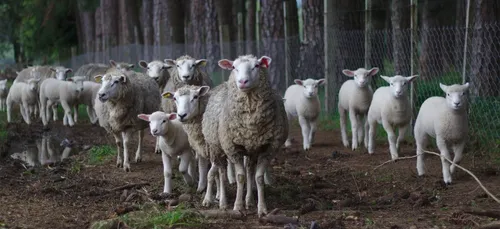 Yonne : des dizaines de brebis tuées par des chiens errants
