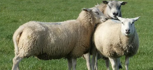 Saône-et-Loire : une brebis retrouvée mutilée dans son pré