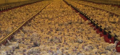 Orléans, Châteauroux, Angers : L214 manifeste contre l’élevage...