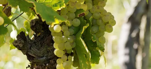 Taxe Trump et restaurants fermés : ventes en baisse pour les vins...