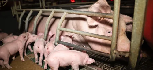 Allier : bras de fer entre L214 et la préfecture au sujet d’un...