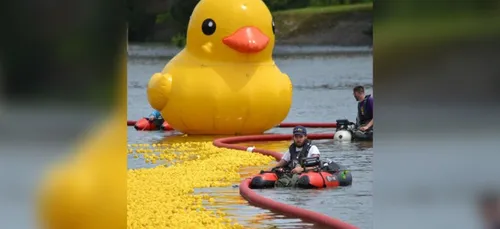 Angers : 20 000 canards à adopter pour la prochaine Duck Race
