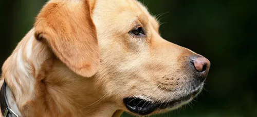 Nièvre : le refuge de Thiernay mobilisé contre une propriétaire de...