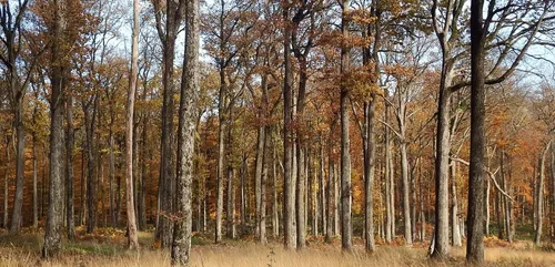 Sarthe : les premiers chênes pour reconstruire Notre-Dame...