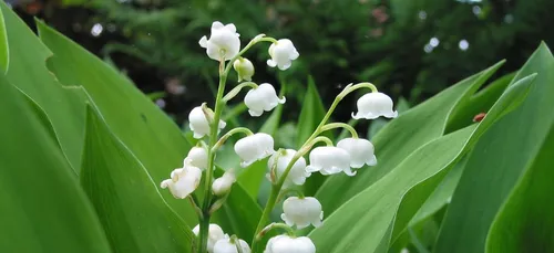 Sarthe : 580 saisonniers recherchés pour la cueillette du muguet