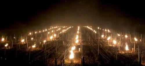 Yonne : des dégâts dans les vignes de Chablis à cause du gel