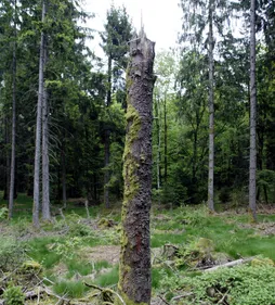 Le Morvan de plus en plus touché par les coupes rases
