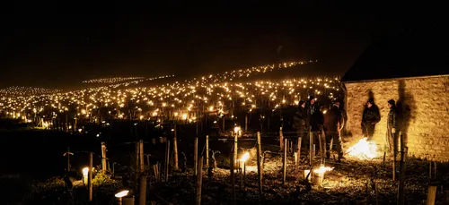 Gel des vignes : « au moins 50% » de dégâts en Bourgogne