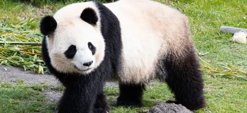 Un nouveau bébé panda à Beauval ? Les premières analyses...