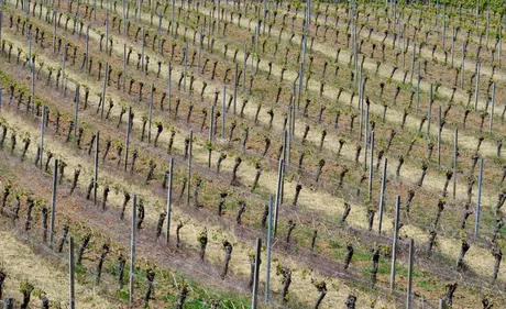 Gel : 80 à 90 % de perte pour un viticulteur du Loiret