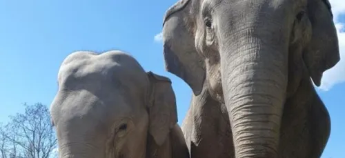 Allier : un heureux événement attendu au PAL