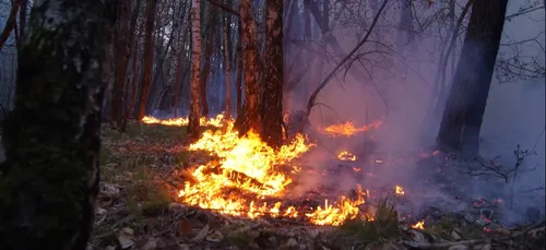 Maine-et-Loire : huitième feu de forêt en quelques jours, la piste...