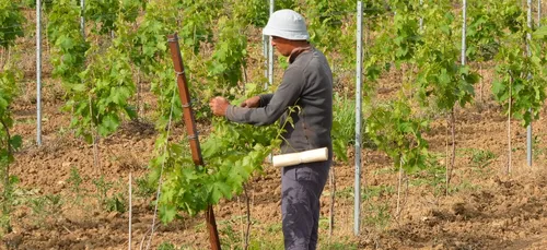 Dans l’Yonne et la Nièvre, de nombreux secteurs recrutent