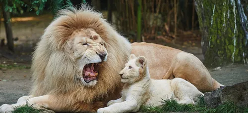 Jabu, l'emblématique lion blanc du Zoo de la Flèche, est décédé
