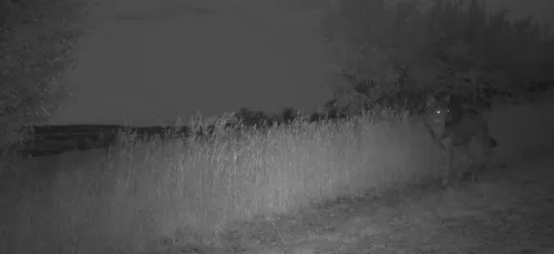 Saône-et-Loire : un loup photographié, le « plan loup » déclenché