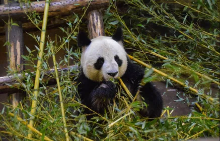 Le ZooParc de Beauval prêt pour sa réouverture le 25 mai