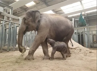 Un éléphanteau d’Asie est né au parc Le Pal dans l’Allier