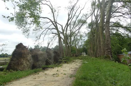 Indre-et-Loire : l’allée de platanes du Château de Gizeux détruite