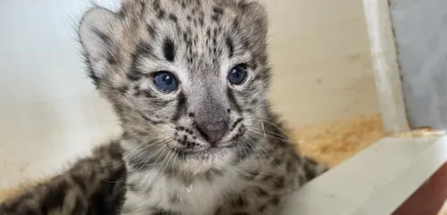 Naissance rare de deux panthères des neiges au Bioparc de...