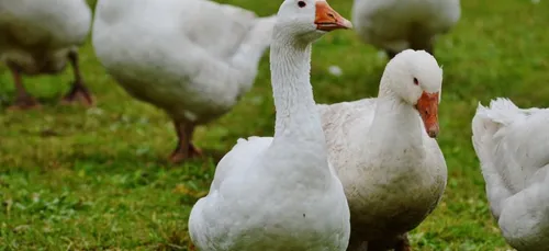 Grippe aviaire : 20 000 canards abattus dans le Maine-et-Loire