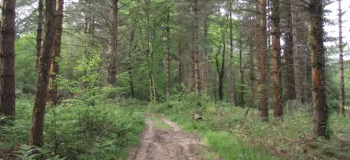 Loiret : le corps de Jean-Paul Navarre retrouvé dans un bois
