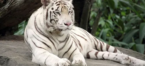 Loiret : naissance de 4 bébés tigres