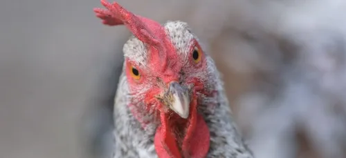 Châteauroux : Des poules pour réduire les déchets !