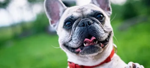 Quand un chien se prend pour un chanteur d’opéra, c'est très drôle...