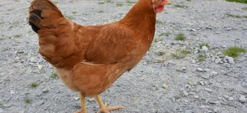 Orleans : une poule meurt dans un lycée