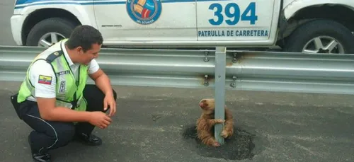 Le paresseux trop mignon