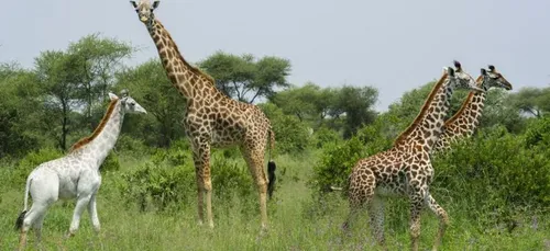 Découvrez la Girafe... Blanche!