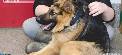 Quasimodo, le chien qui fait le buzz